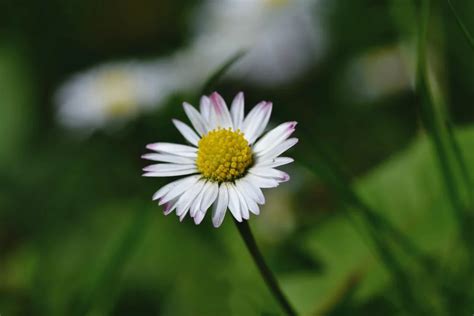 小雛菊花語|雛菊花語是什麼？各顏色雛菊花語：天真、純潔、和平 